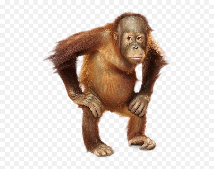 Orangutan Png Photo Orang