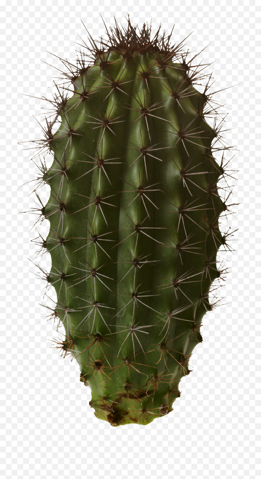Download Cactus Png 7 1 - Desert Plants No Background,Cacti Png