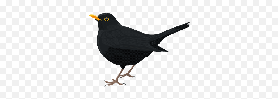 Common Blackbird - Blackbird Png,Black Bird Png
