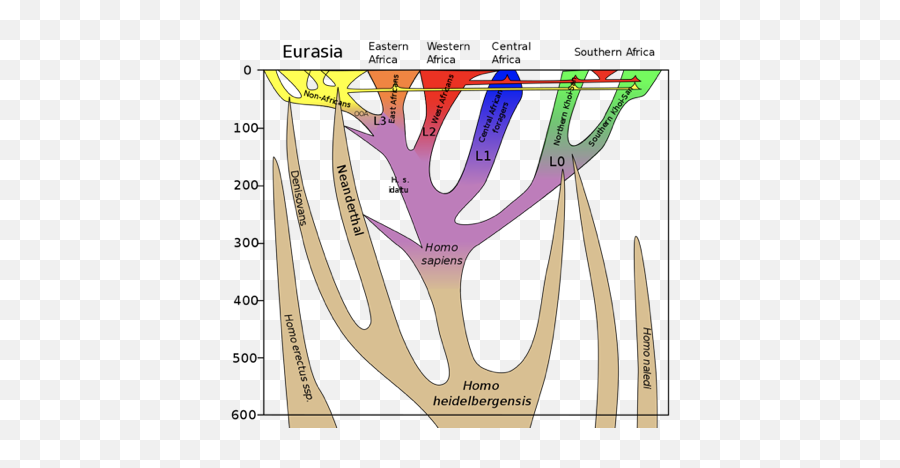 Archaic Homo - Homo Sapien Ancestors Png,Direct Ancestor Icon