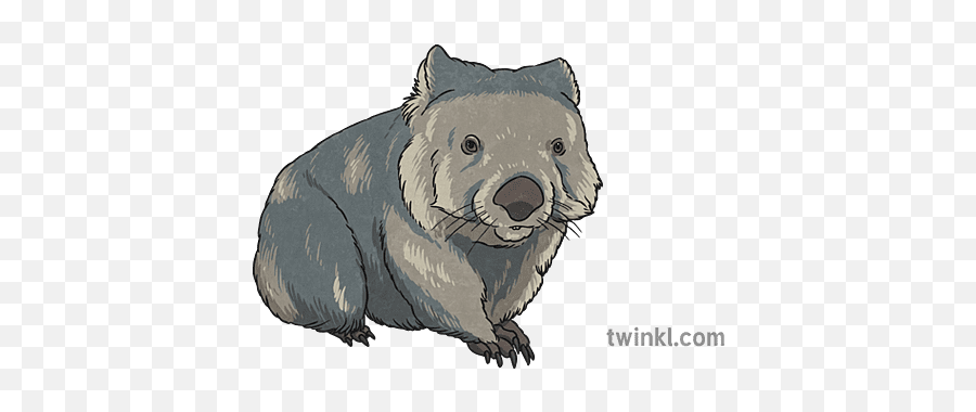Wombat 2 Illustration - Common Wombat Png,Wombat Icon
