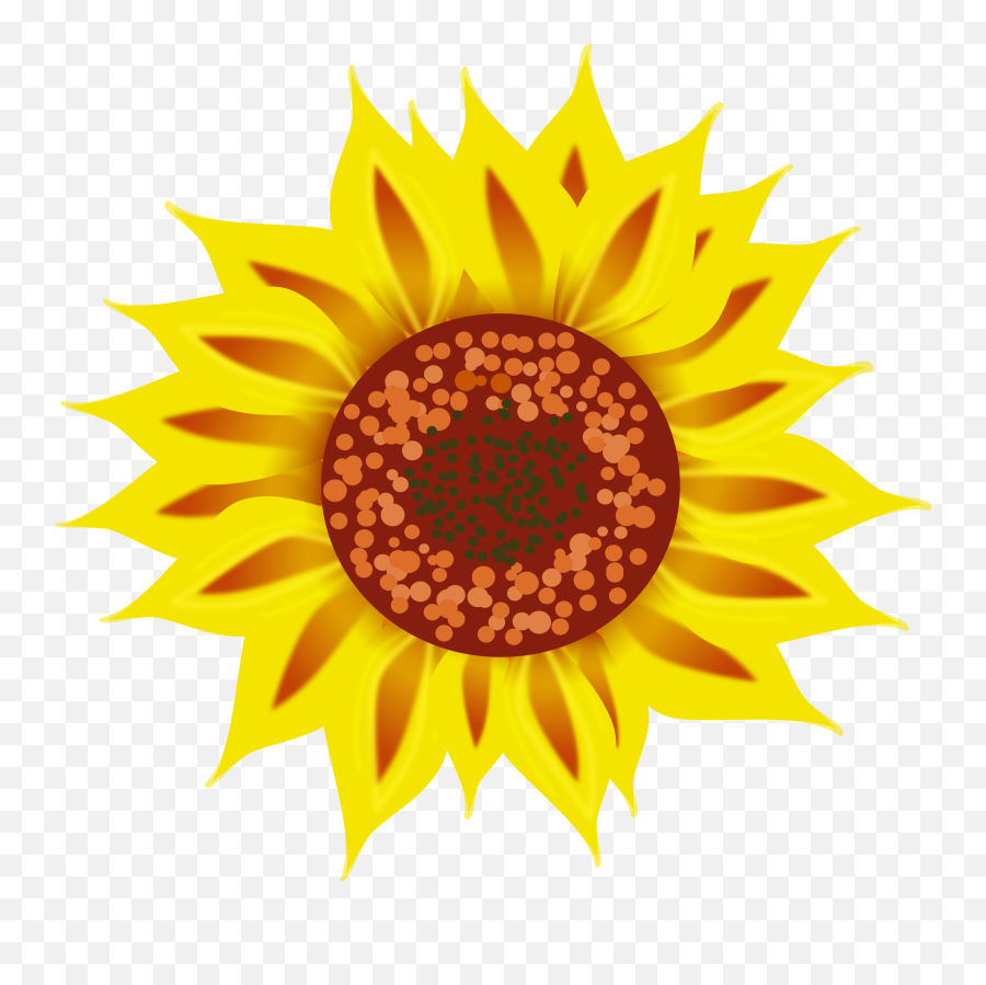 Sunflower Seedpollenplant Png Clipart - Royalty Free Svg Png Portable Network Graphics,Pollen Png