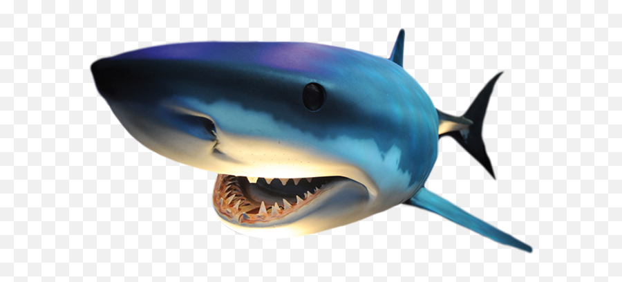 Png Vis Transparent Vispng Images Pluspng - Haai Png,Shark Png