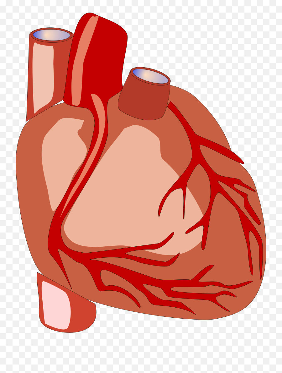 Heart Human Anatomy - Human Heart Png Clipart,Anatomical Heart Png