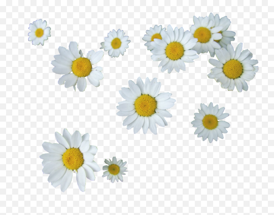 Daisy Png Tumblr 2 Image - Daisy Png,Daisy Png