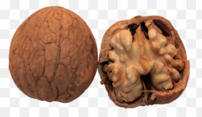 Png Walnut Transparent