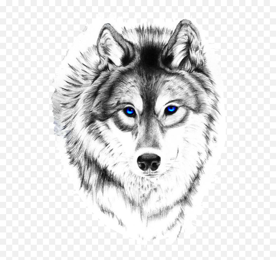 Small Wolf - Drawing Of A Wolf Small - Free Transparent PNG Download -  PNGkey
