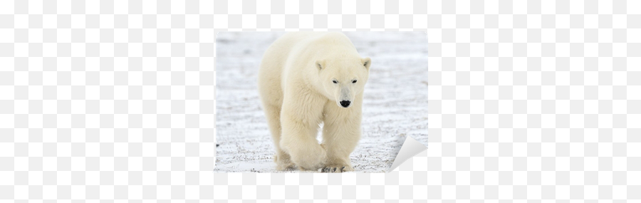 Wall Mural Polar Bear Walking - Pixersus Polar Bear Png,Ice Bear Icon