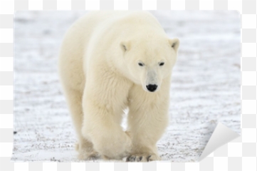 Wall Mural Polar Bear Walking - PIXERSUS Bear png