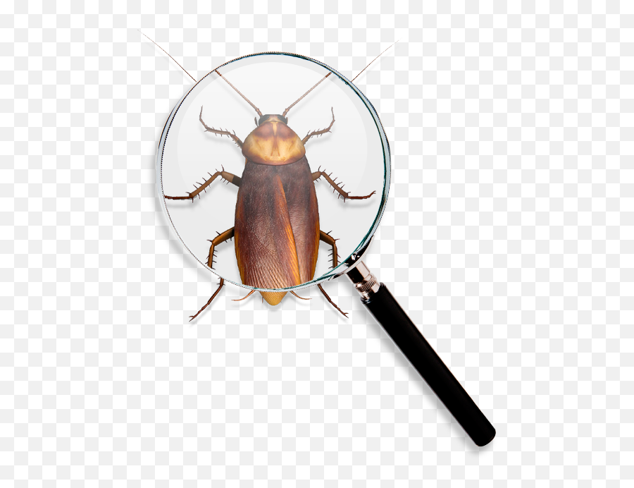 Raid U2013 Sc Johnson Png Cockroach Icon