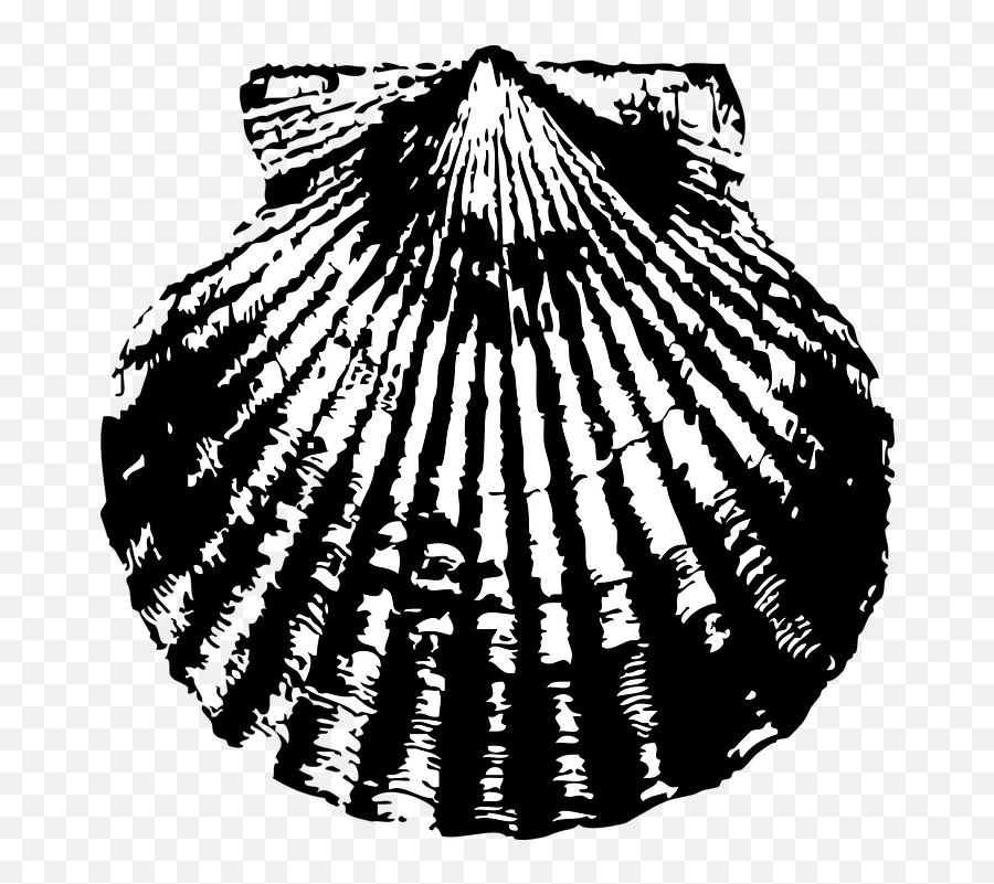 Free Photo Scallop Collect Sand Sea Ocean Shell Beach - Max Black And White Scalloped Shell Png,Sea Shell Icon