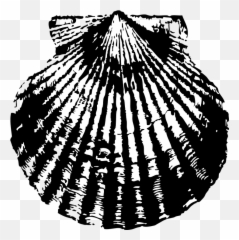 Free Photo Scallop Collect Sand Sea Ocean Shell Beach - Max Black And White Scalloped png