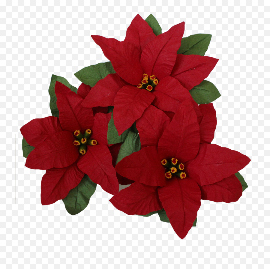 Poinsettia Perfection - Poinsettia Png,Poinsettia Png