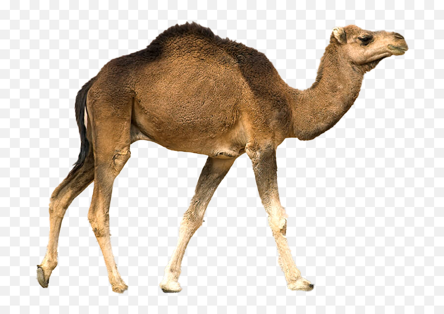 Camel Png Clipart Background - Clipart Transparent Camel,Camel Png