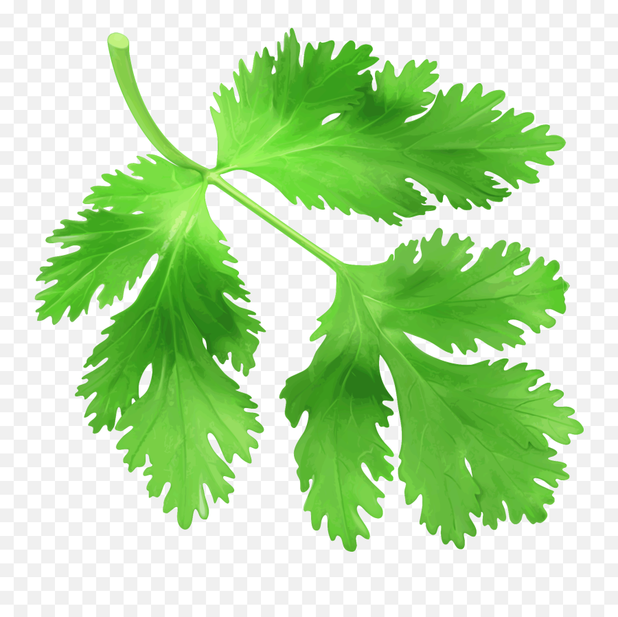 Download No Registration Required - Transparent Coriander Leaves Png,Cilantro Png