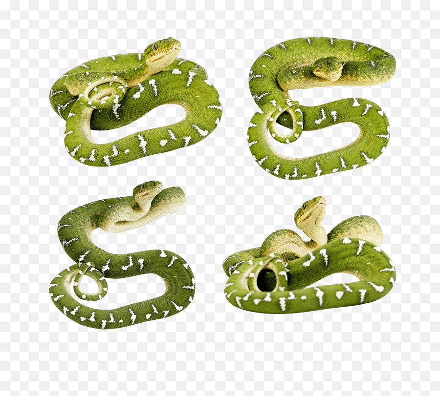 Download - Snake Images No Background Transparent Cartoon Green Snake Png,Snake Transparent Background