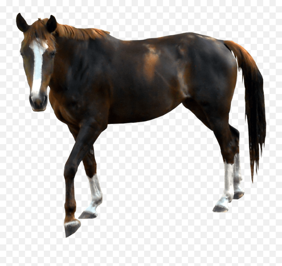 Download Black Horse Png Image For Free - Real Horse Png,Horse Transparent Png