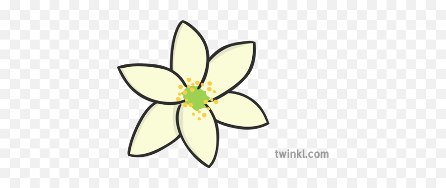 Wood Anemone Illustration - Twinkl Ixia Png,Anemone Png