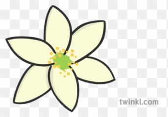 Wood Anemone Illustration - Twinkl Ixia Png,Anemone Png