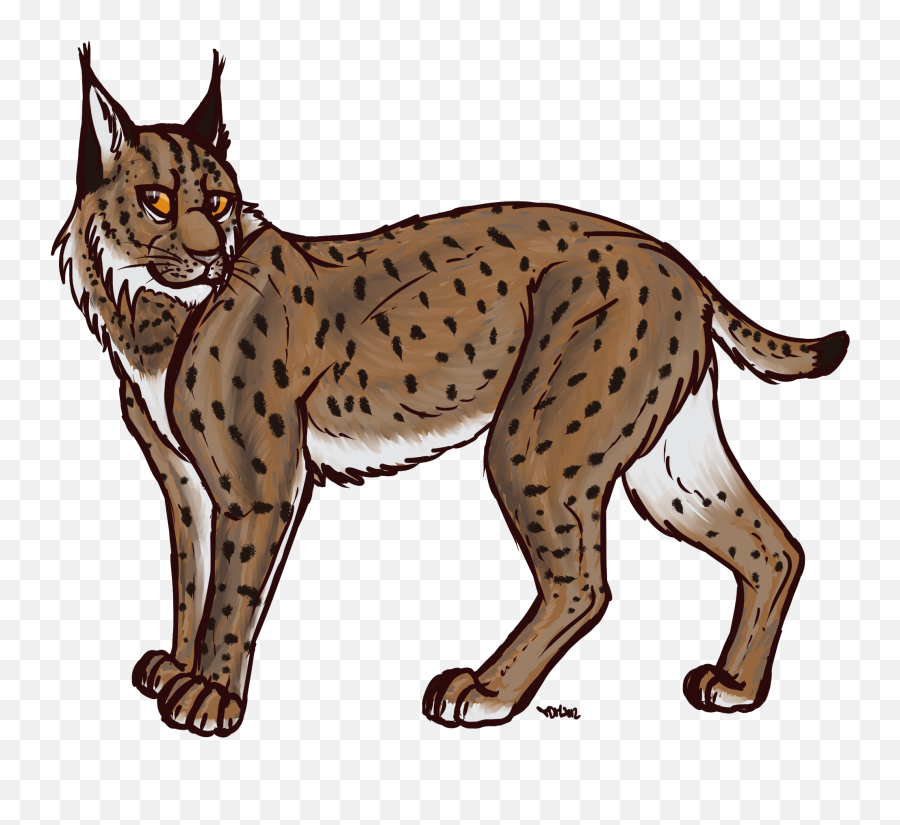 Eurasian Lynx Bobcat Canada - Eurasian Lynx Clip Art Png,Bobcat Png