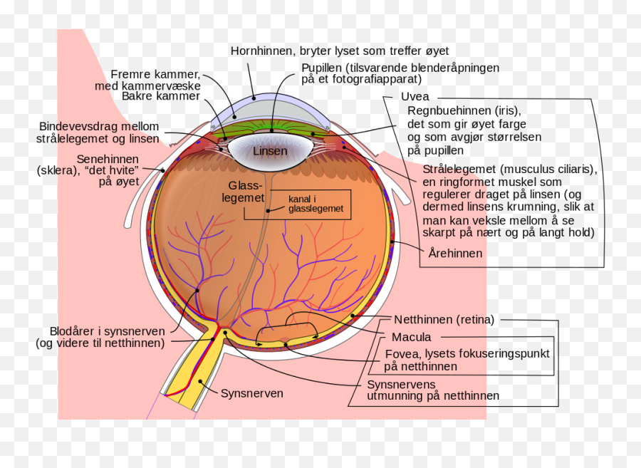 Schematic Diagram Of The Human Eye - Musculus Cilliaris Png,Human Eye Png