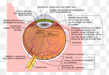 Schematic Diagram Of The Human Eye - Musculus Cilliaris png