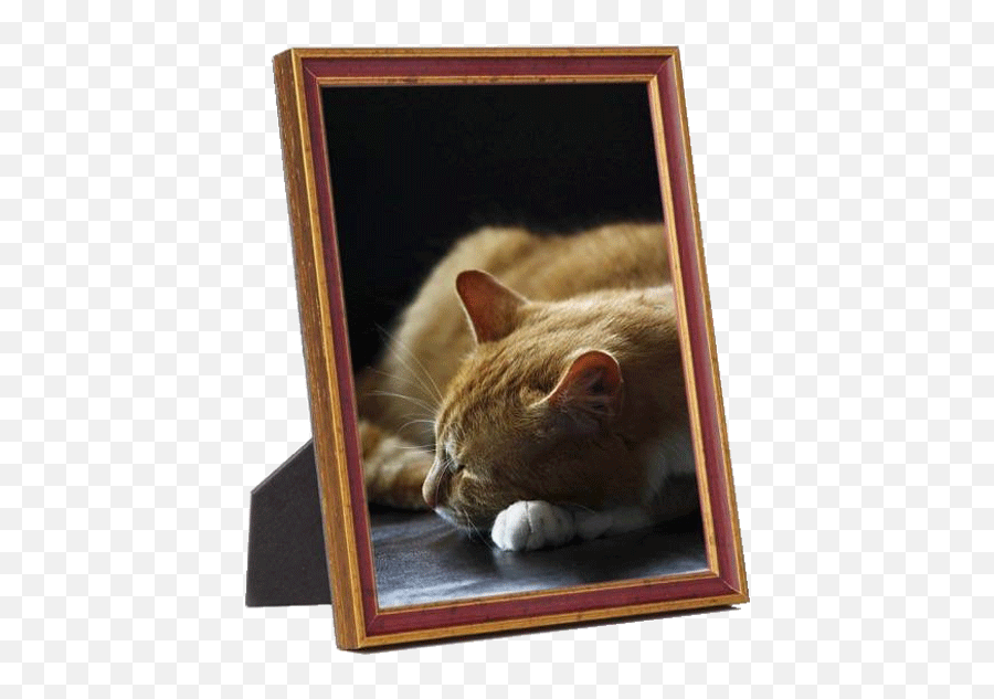 Blog - Your Guide To Standard Frame Sizes Frame With Photo Png,Portrait Frame Png