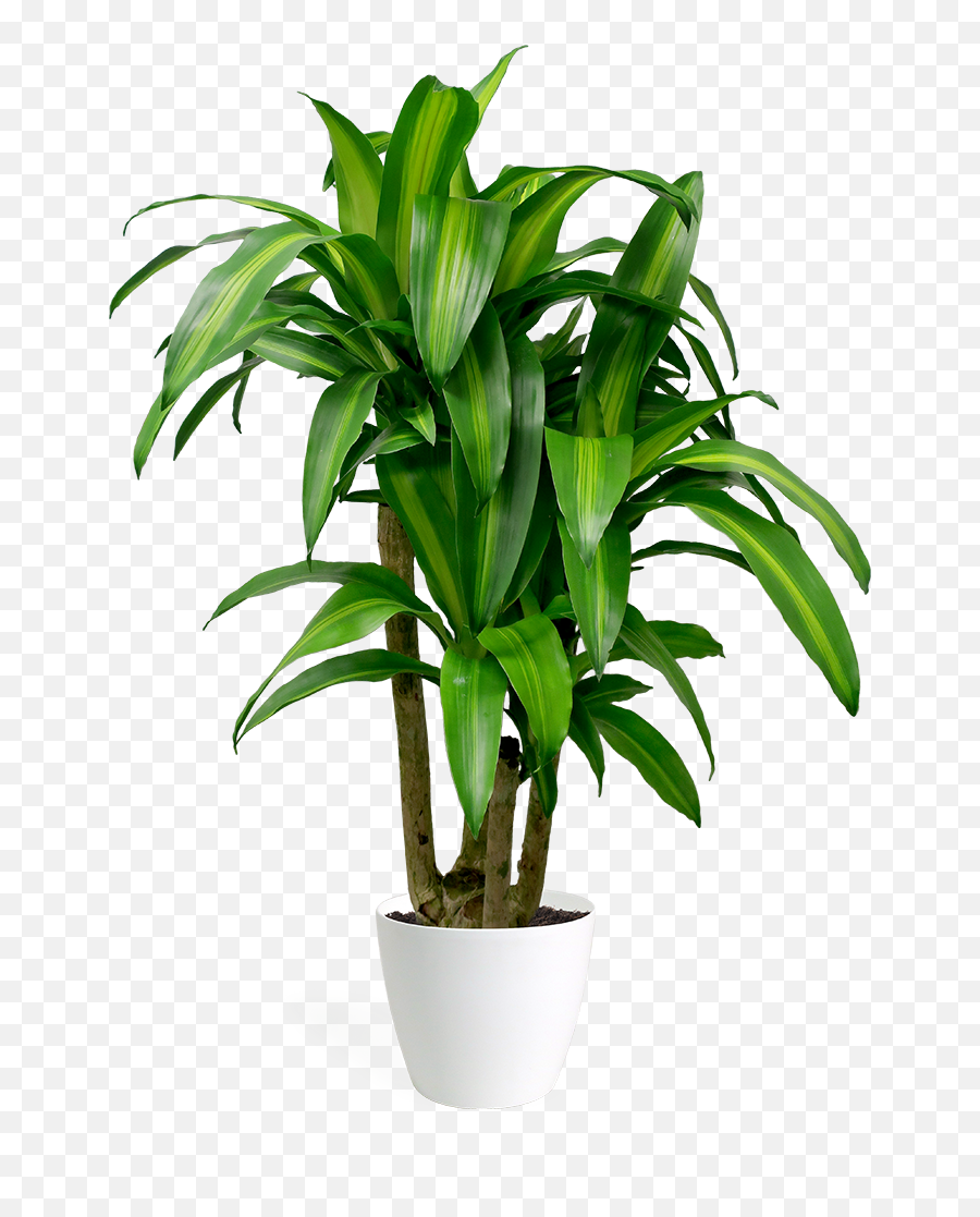 Ptiesa - Dracaena Plants Png,Indoor Plant Png