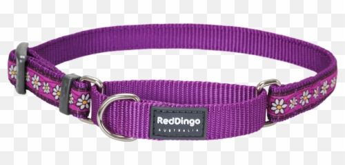 Martingale Daisy Chain Dog Collar - All Dog Collar Png,Dog Collar Png