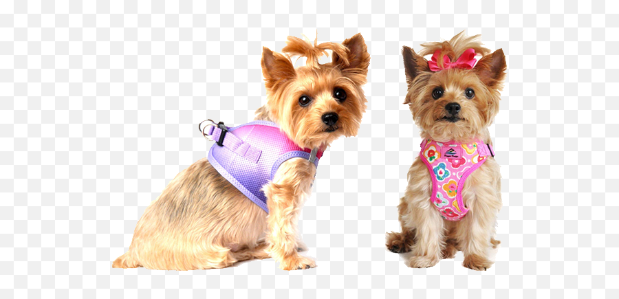 Best Small Dog Collars Harnesses For - Harness For Yorkie Png,Yorkie Png