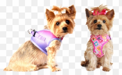 Best Small Dog Collars Harnesses For - Harness For Yorkie Png,Yorkie Png