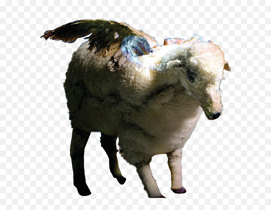 Fall Out Boy Infinity - Fall Out Boy Infinity On High Sheep,Fall Out Boy Transparent