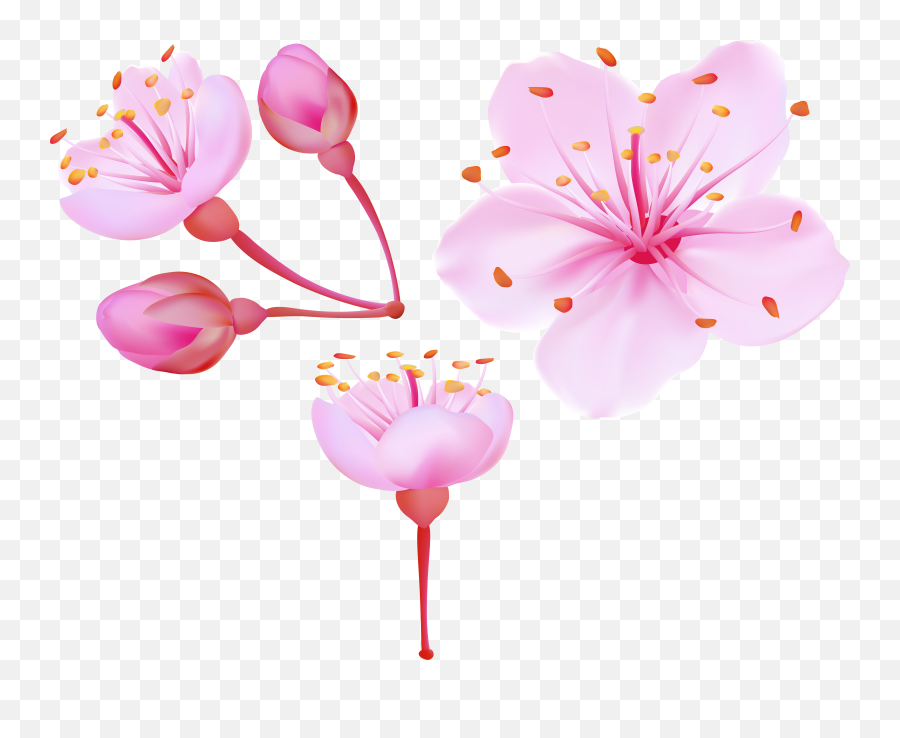 Spring Cherry Blossoms Png Clip Art - Flower Cherry Blossom Clip Art Free,Sakura Petal Png