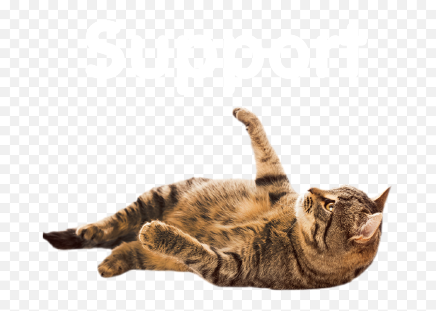 Cat Depot - Cat Png,Transparent Cat