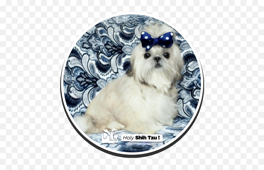 Holy Shih - Tzu Puppies Vulnerable Native Breeds Png,Shih Tzu Png