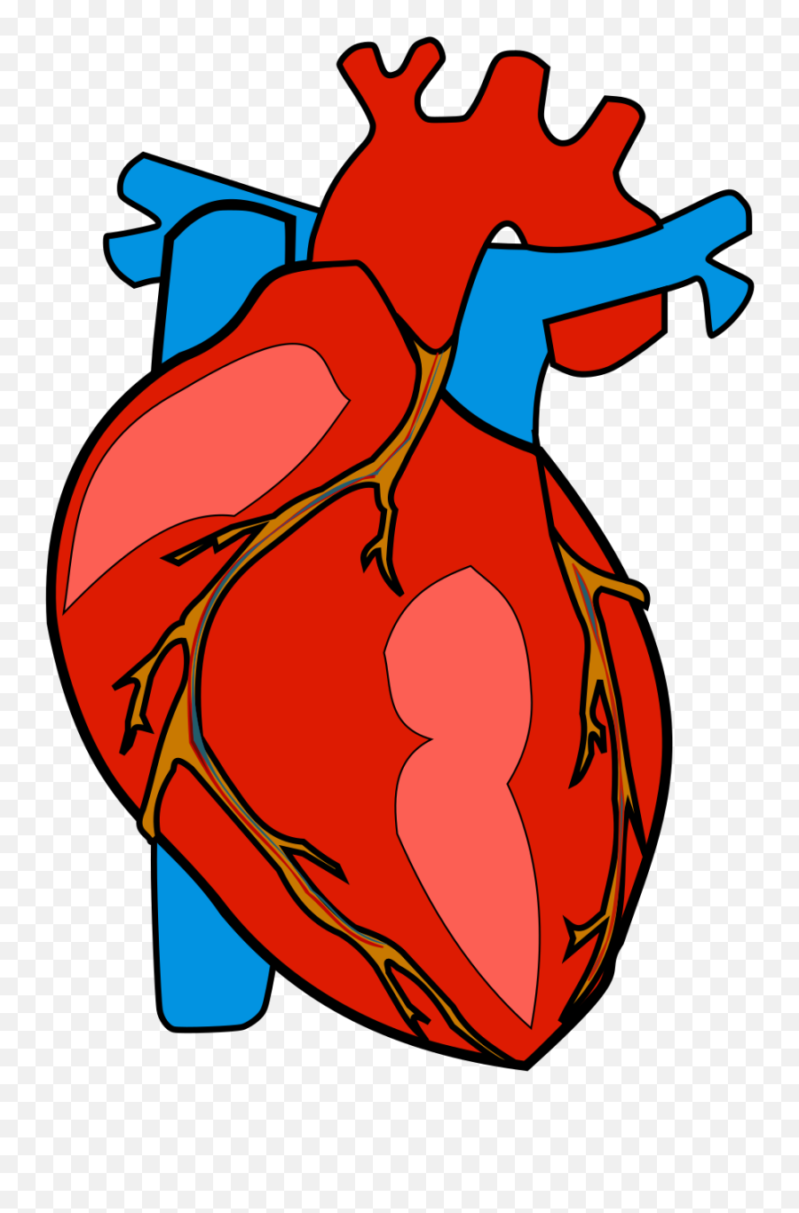 Anatomical Heart Transparent Png - Human Heart Png,Anatomical Heart Png