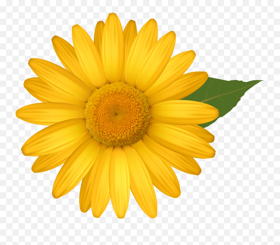 Hd Daisy Png Transparent Image - Yellow Daisy Flower Clipart,Daisy Png