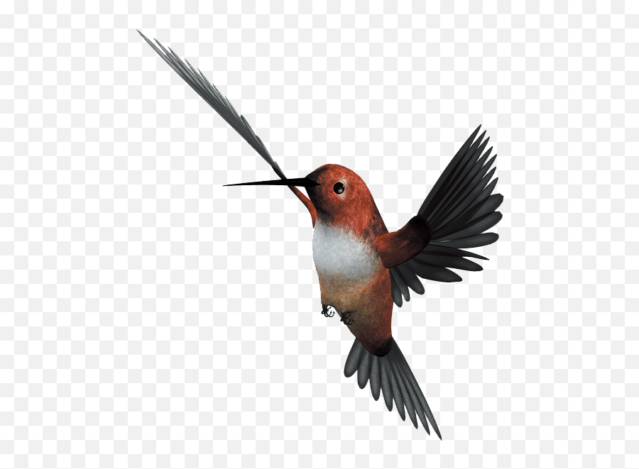 Hummingbird Flight Parrot - Flying Bird Png Download 1042 Birds,Parrot Transparent Background