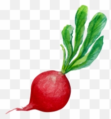 Download Hd Carrots Png Watercolor - Radish Png,Carrots Png