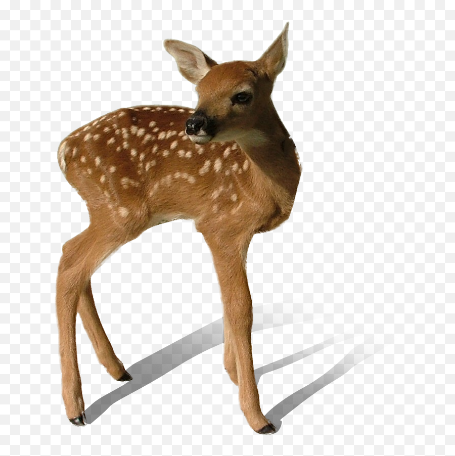 Transparent Deer Png Mart - Transparency Animal,Deer Head Png