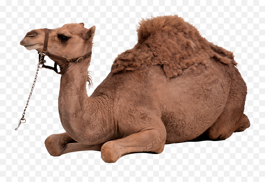 Download Desert Camel Sitting Png Image - Camel Png,Camel Png