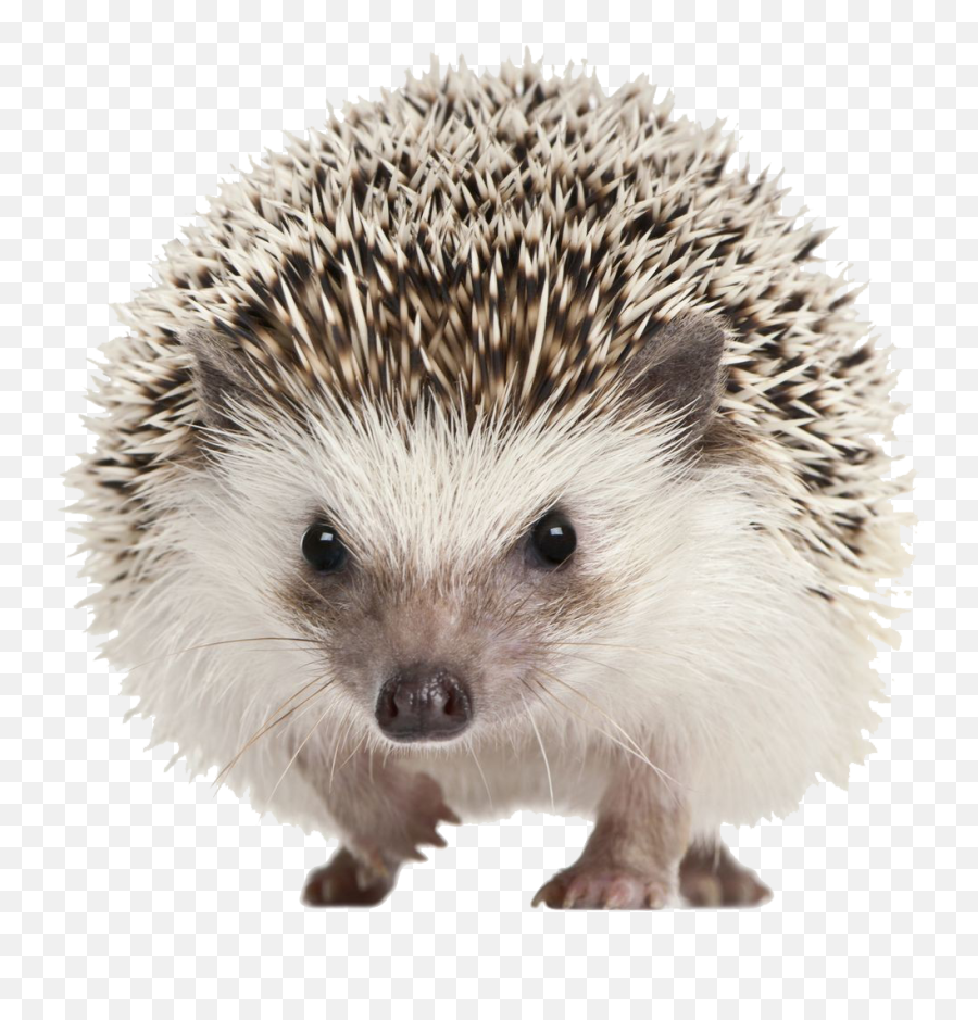 Hedgehog Png Transparent Image Background