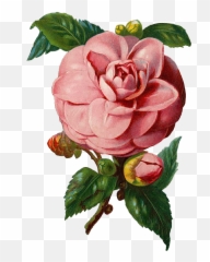 Free Vintage Pink Rose Graphic Png And Vector U2013 Avalon - Png