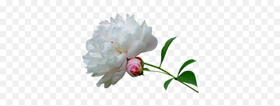 Index Of Userstbalzeflowerpng - Good Night Wallpapers Marathi,White Flowers Png
