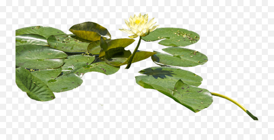Water Lily Png Transparent Images Free Download Clip Art - Lily Pad Png,Lily Transparent Background