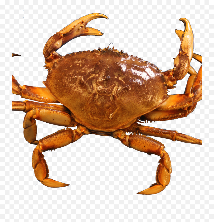 Crab Transparent Png - Crabs,Crab Transparent