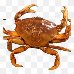 Crab Transparent Png - Crabs,Crab Transparent