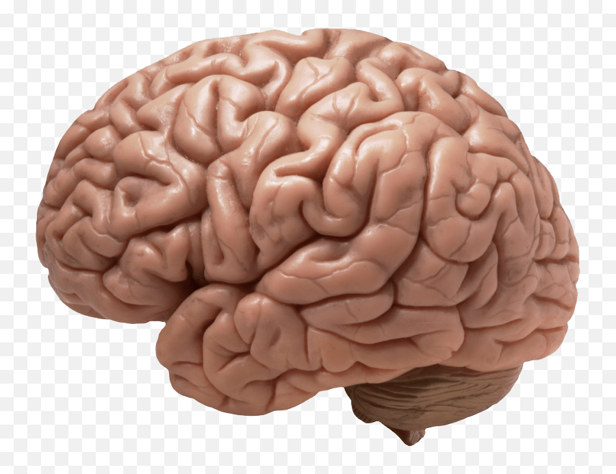 Brain Transparent Png 1 Image - Does A Brain Look Like,Brain Transparent Image