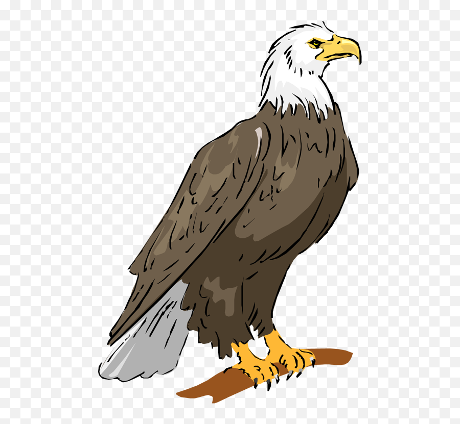 Eagle Transparent U0026 Png Clipart Free Download - Ywd Eagle Clipart,Bald Eagle Transparent Background