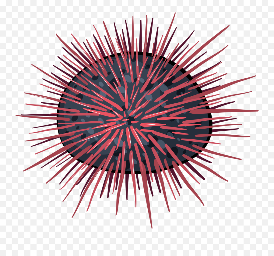 Coral Clipart Sea Anemone Transparent - Cartoon Sea Urchin Png,Anemone Png